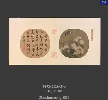 朱绍宗 菊丛飞蝶