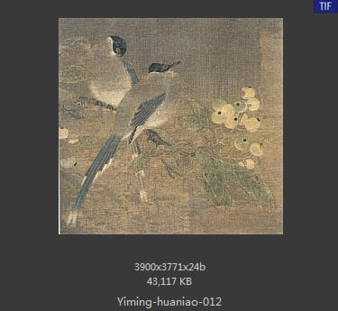 山鹊枇杷图