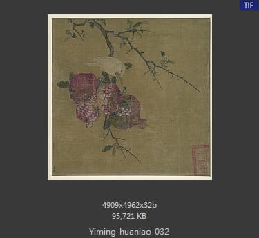 石榴蜡嘴图