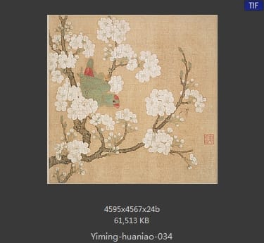梨花鹦鹉图