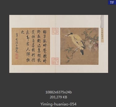 榴枝黄鸟图