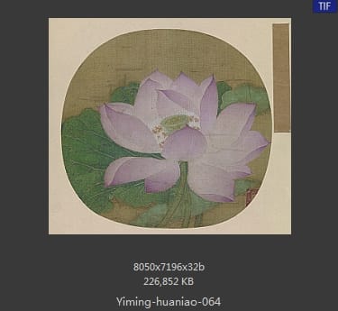 出水芙蓉图