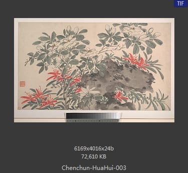 陈淳-花卉 03