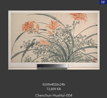 陈淳-花卉 04