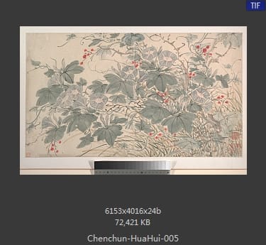 陈淳-花卉 05