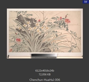陈淳-花卉 06