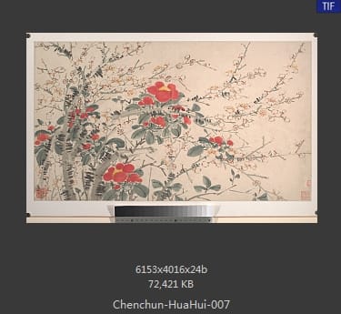 陈淳-花卉 07