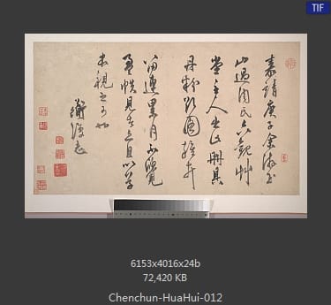 陈淳-花卉 12