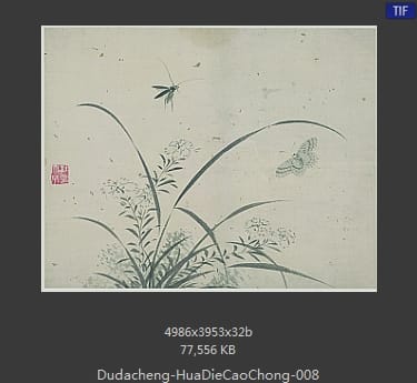 杜大成-花蝶草虫 08