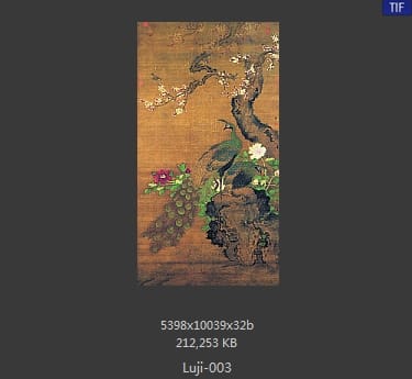吕纪-杏花孔雀图