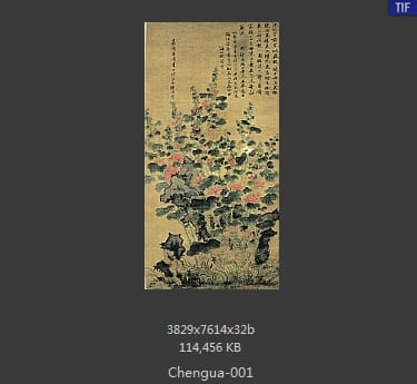 陈栝-五色蜀葵图