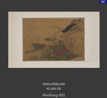 温良-草虫册页