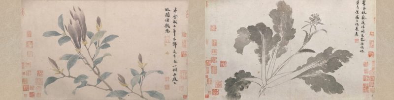 辛夷墨菜图