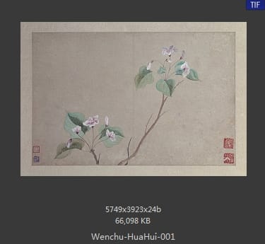 文俶-花卉图册页