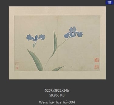 文俶-花卉图册页