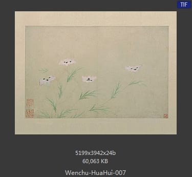 文俶-花卉图册页