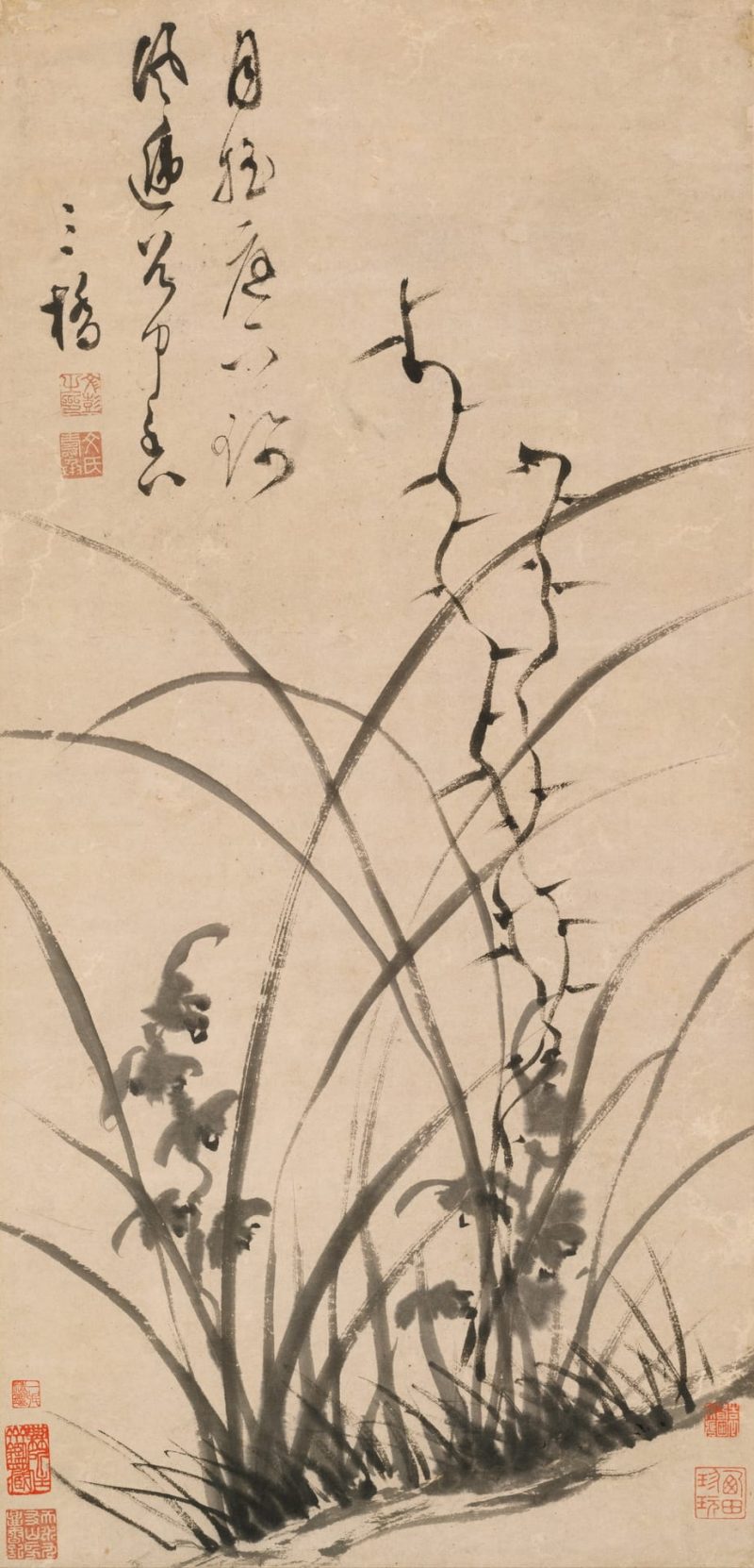 墨兰