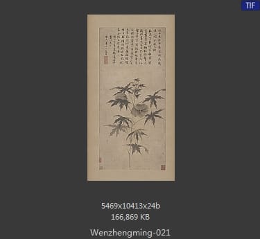 文征明-秋葵折枝图