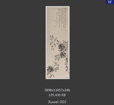 徐渭-水墨牡丹图