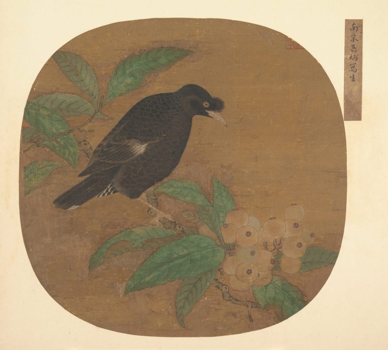 八哥枇杷图