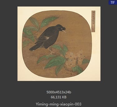 明代佚名-八哥枇杷图