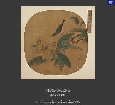 明代佚名-枇杷绣眼图