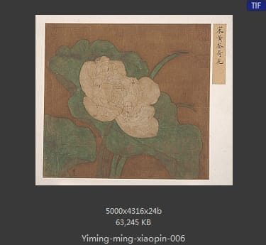 明代佚名-莲花图页