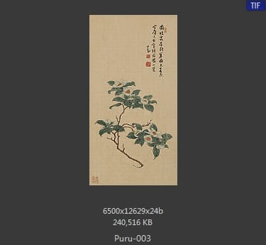 傅儒-花卉