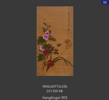 蒋廷锡-蜀葵宣花图