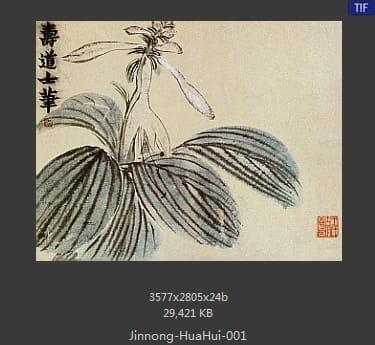 金农-花卉册
