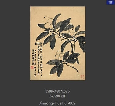 金农-花卉册