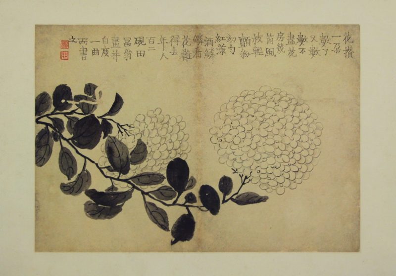 花卉图册