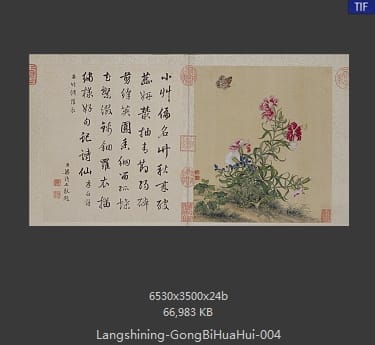 郎世宁-工笔重彩花卉册