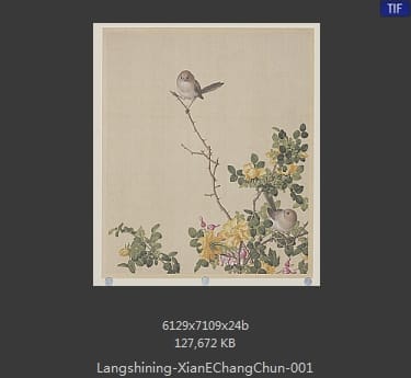 郎世宁-仙萼长春图