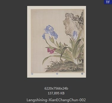 郎世宁-仙萼长春图