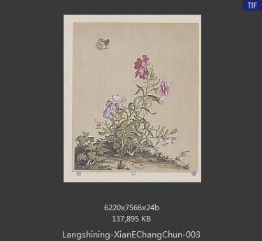 郎世宁-仙萼长春图