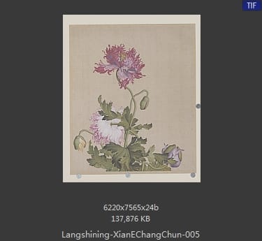 郎世宁-仙萼长春图