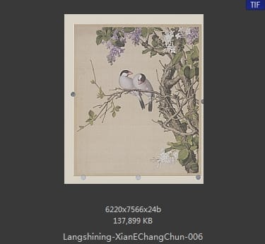 郎世宁-仙萼长春图