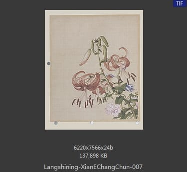 郎世宁-仙萼长春图