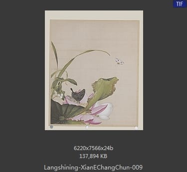 郎世宁-仙萼长春图
