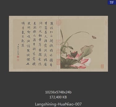 郎世宁-花鸟图册