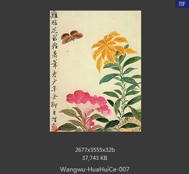 王武-花卉册