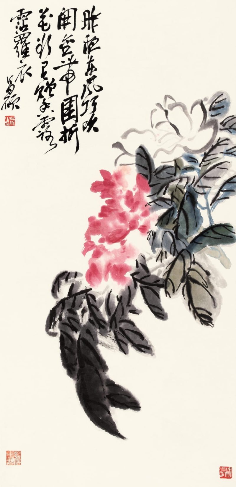 朝日红荷