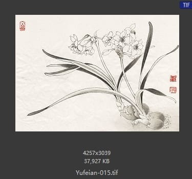 于非闇-水仙