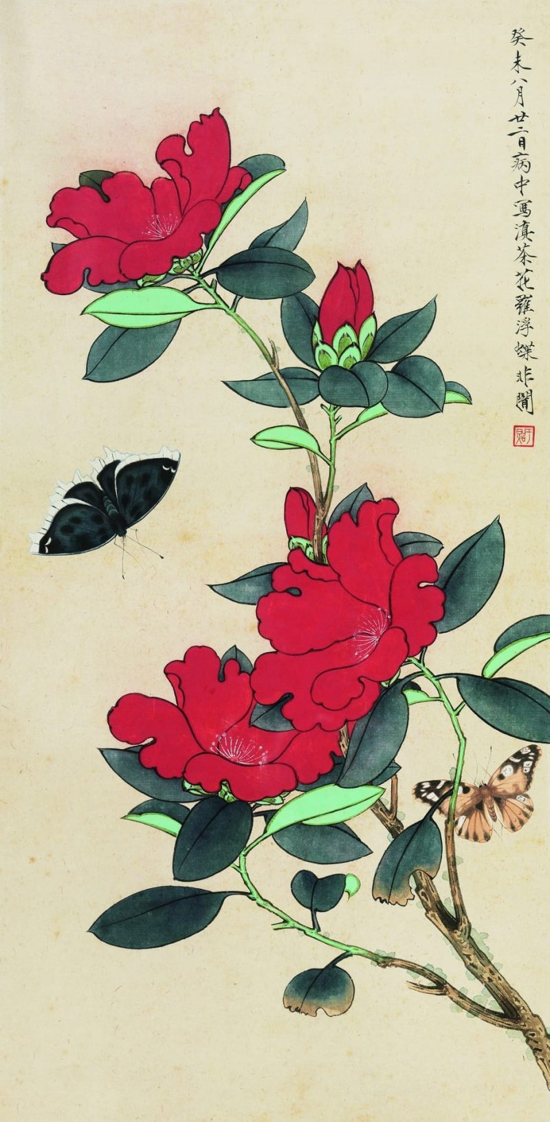 滇茶蝴蝶