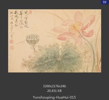 恽寿平-花卉