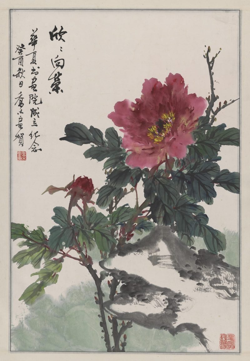 乔木 牡丹花