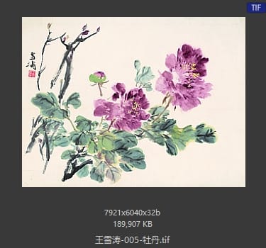 王雪涛 牡丹