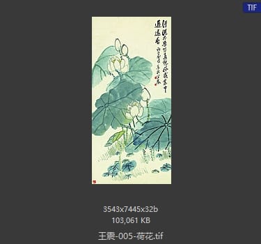 王震 荷花