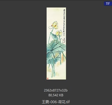 王震 荷花